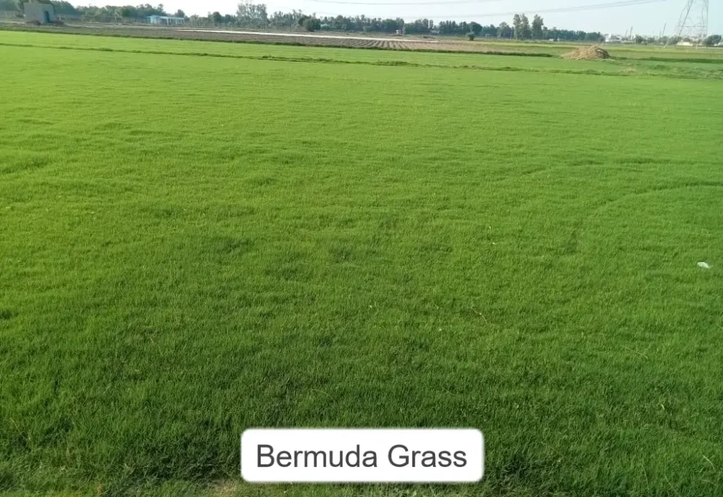 Bermuda Grass India: Uses, Benefits and Care