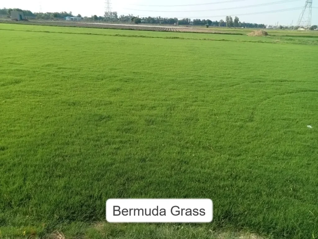 What is Bermuda grass and why does it survive Indian summers?