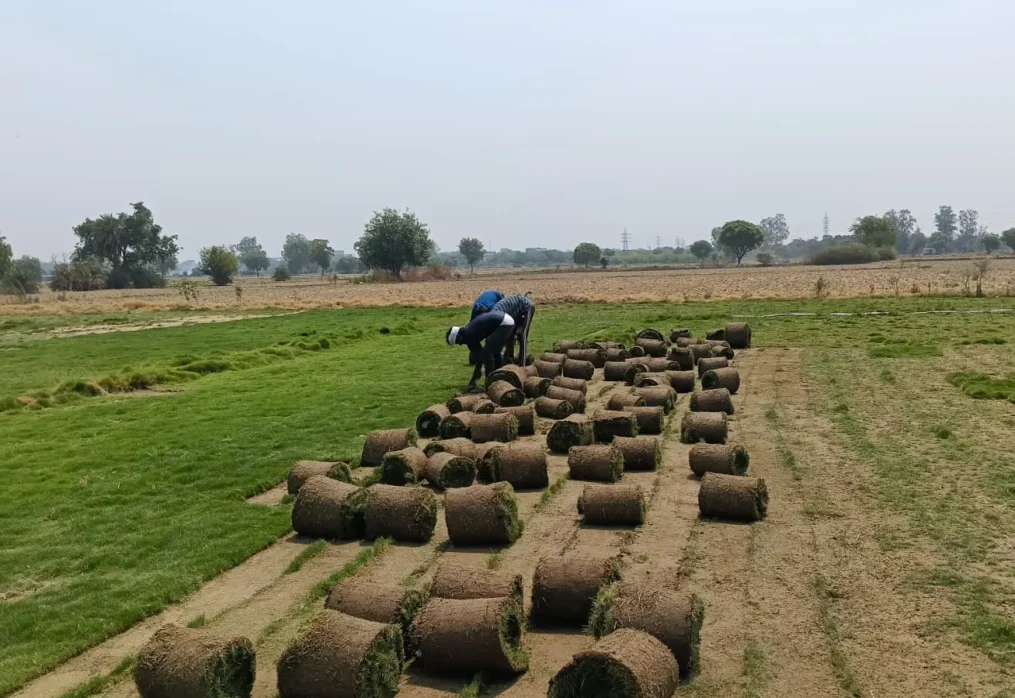 Mexican Grass India: Uses, Benefits and Care
