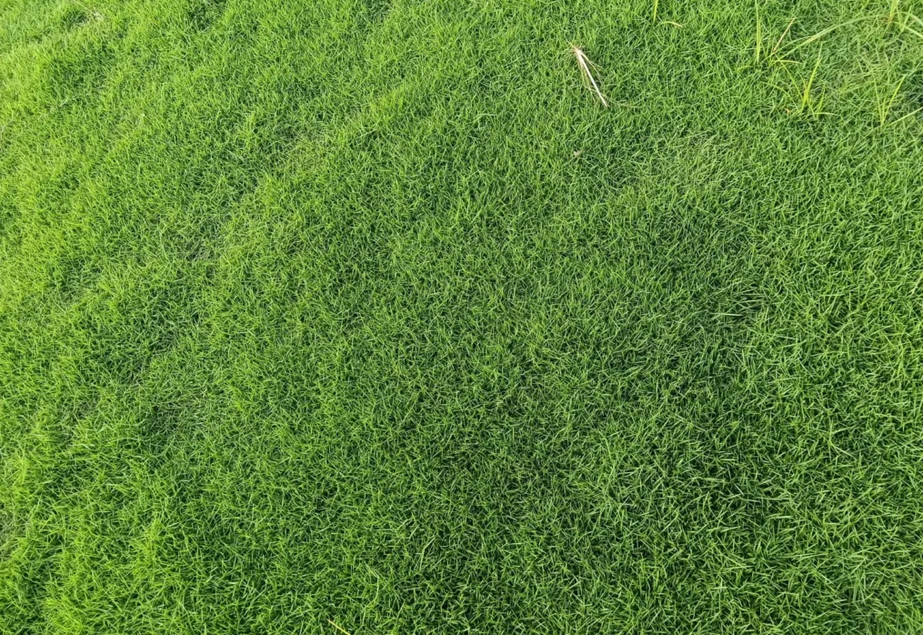 American Grass India: Uses, Benefits and Care