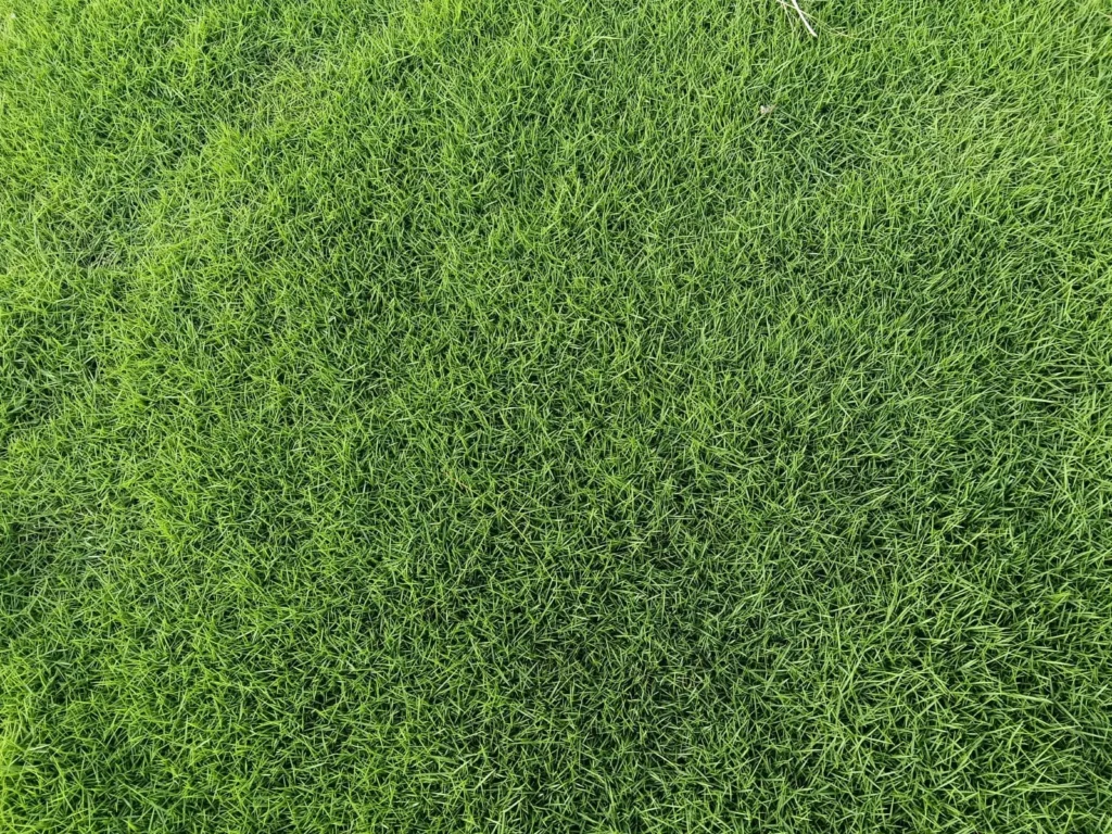 American Grass India: Uses, Benefits and Care 