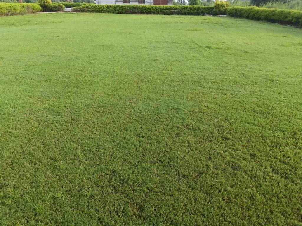 Where can you buy quality carpet grass in India?