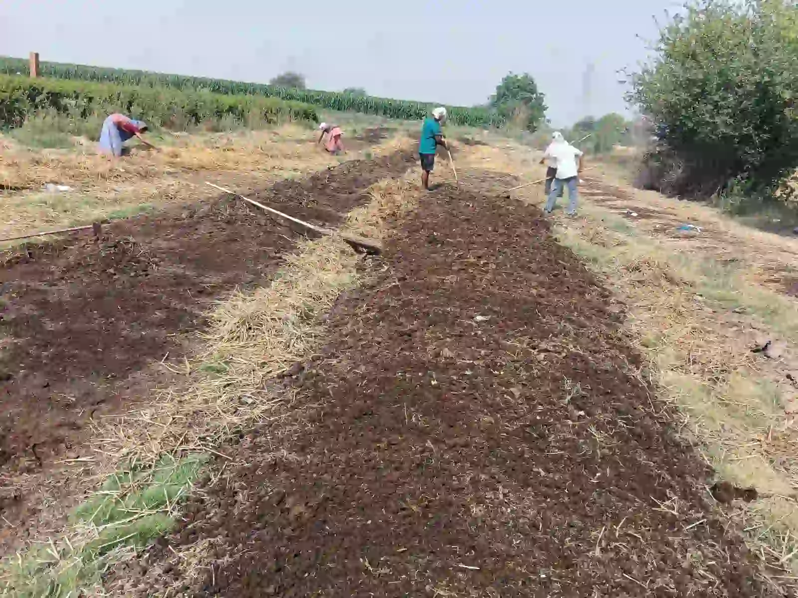 Workers turning farm yard manure composting rows at organic manure production site
