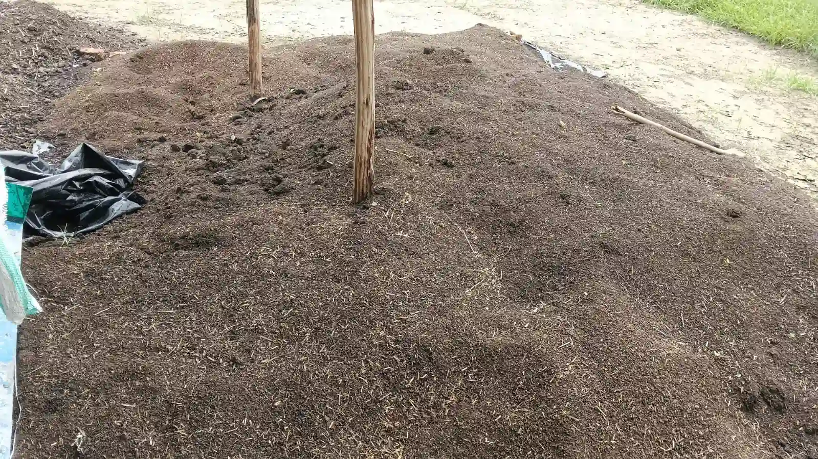 Prepared garden soil around young tree supports