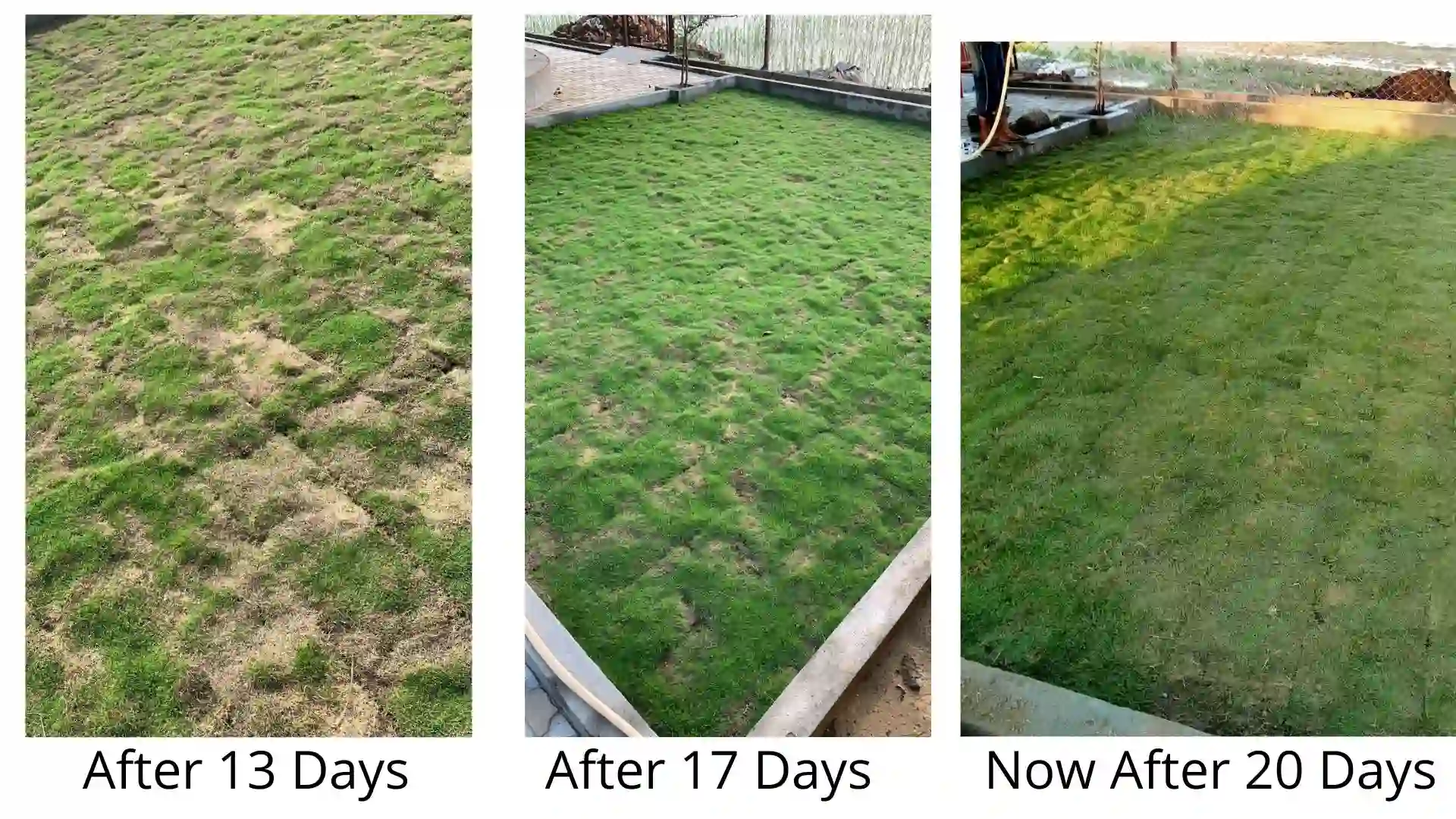 Lawn grass filling in and turning fully green at 13, 17 and 20 days after laying