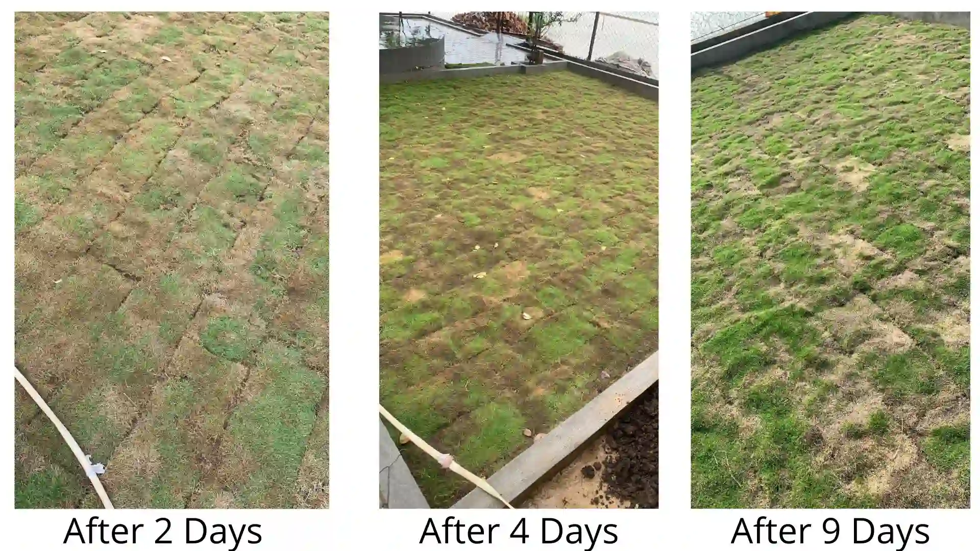 Lawn grass turf growth progress showing establishment at 2, 4 and 9 days after laying