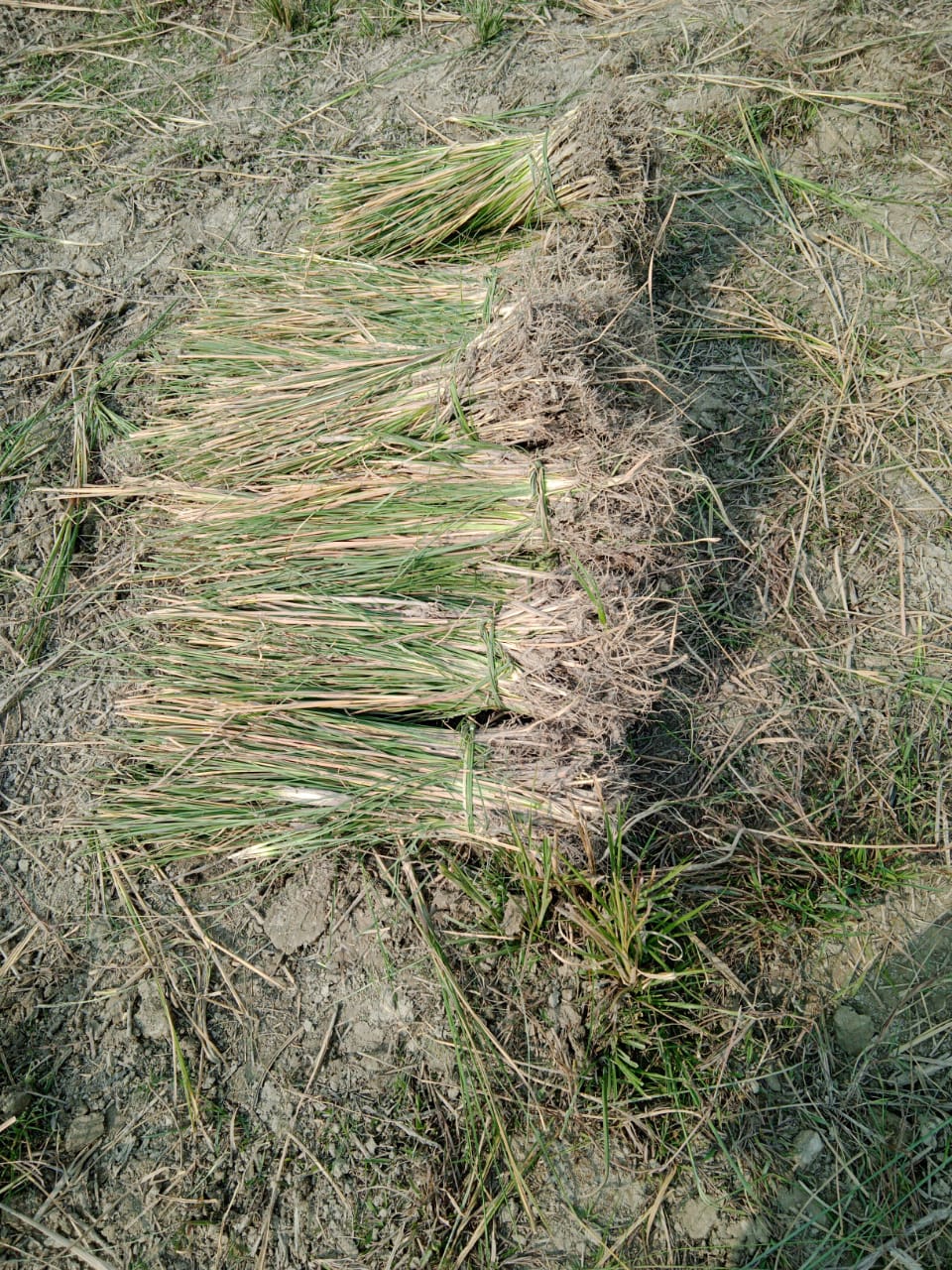 roots vetiver ground visuals