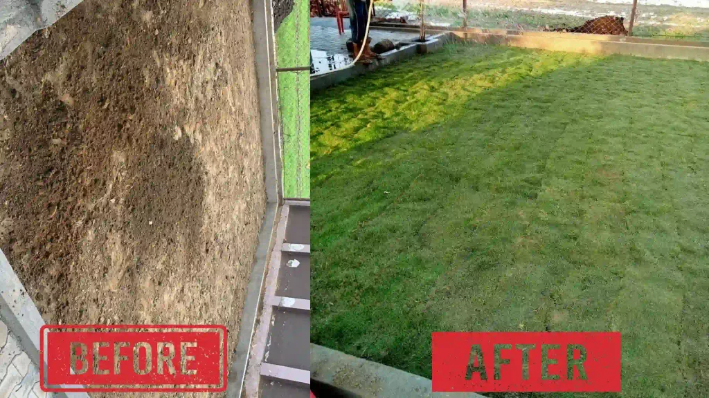 Before and after soil treatment showing bare soil transformed into green lawn grass