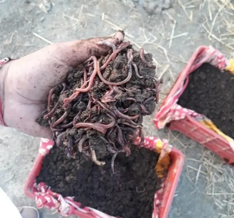 Which organic manure actually makes your lawn grass grow thicker?