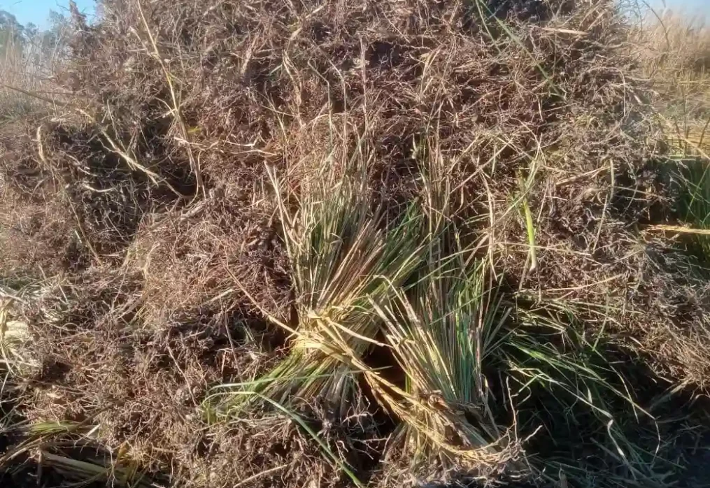 Can vetiver grass really stop soil from washing away?