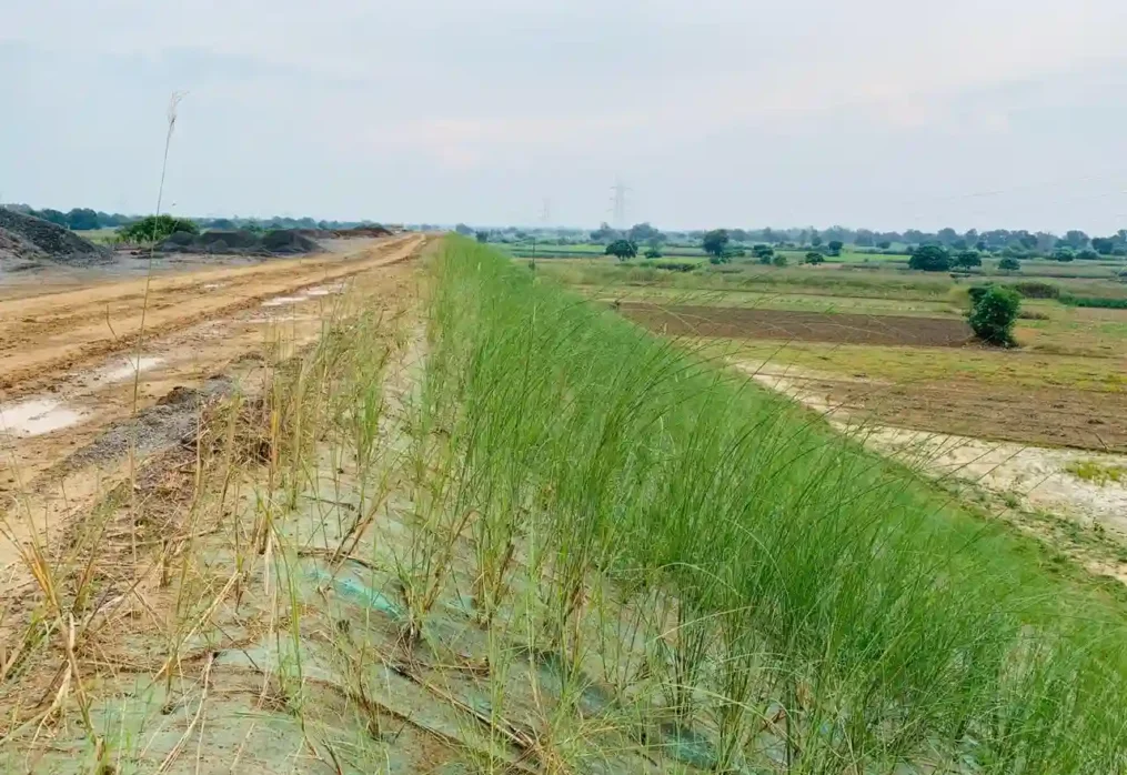 Why are engineers using vetiver grass instead of concrete on highways and riverbanks?