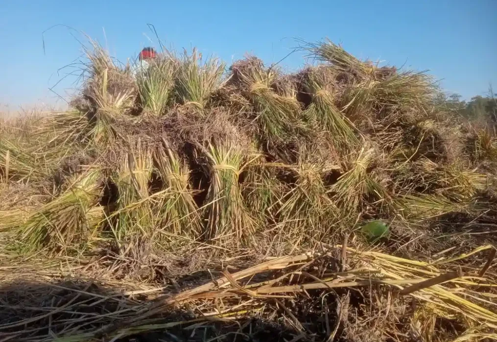 What is vetiver grass and why do Indians love it?