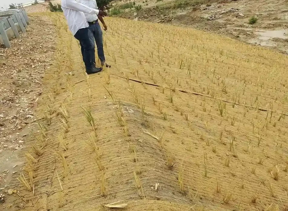How do you plant vetiver grass and get it to grow thick?