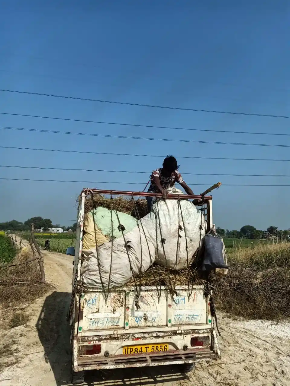 Worker loading bulk bags of vetiver grass slips on a truck at Balaji Nursery farm for delivery across India