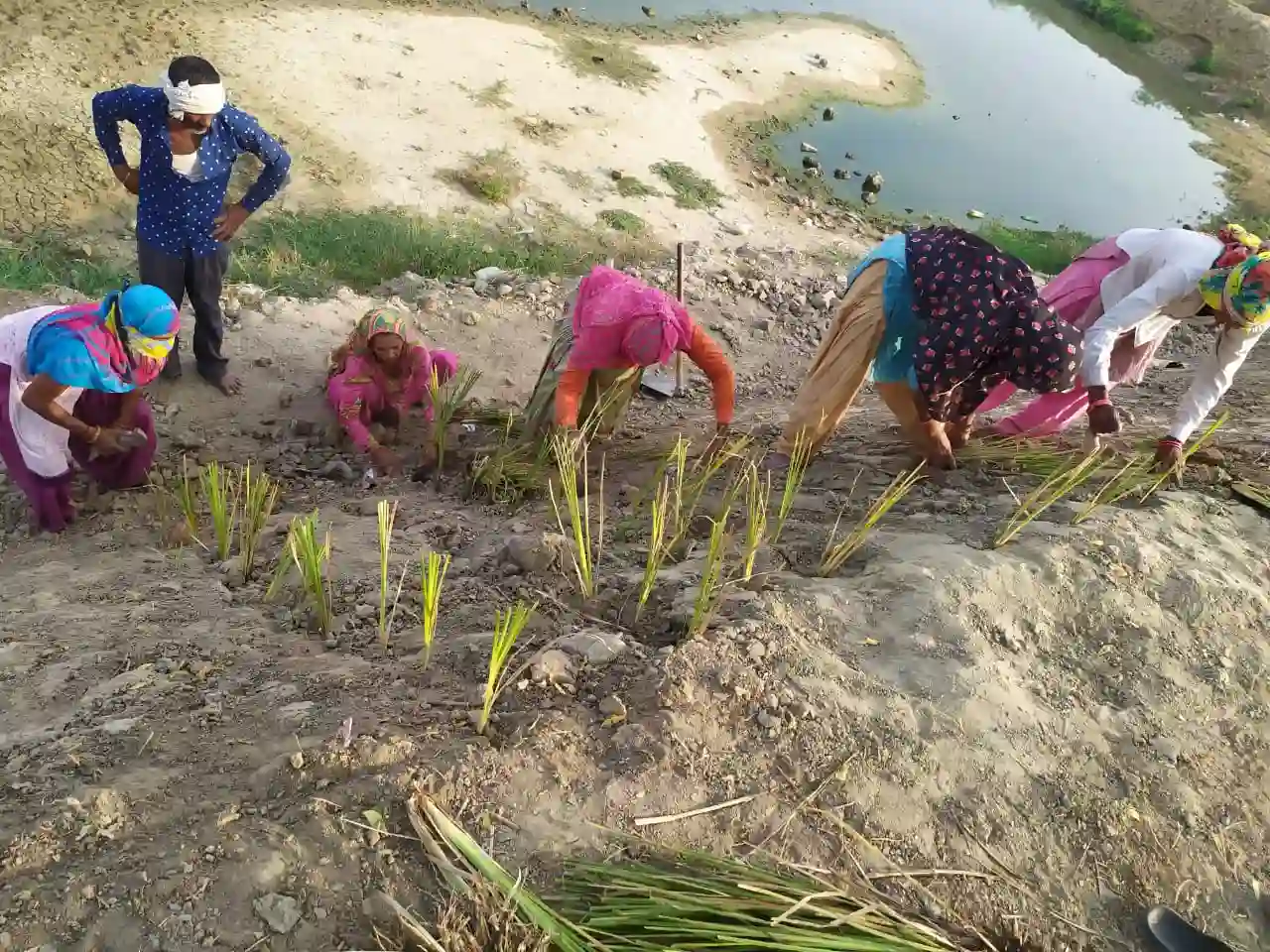 Workers planting vetiver grass slips along a riverbank slope for erosion protection