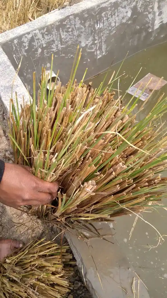 Fresh vetiver grass slips held in hand and soaked in water trough before planting at Balaji Nursery farm