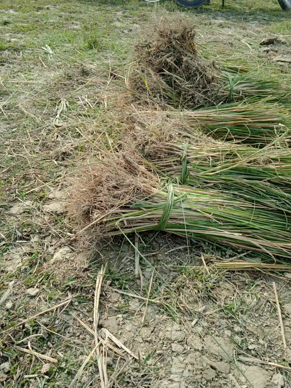 Fresh vetiver grass slips bundled together with roots showing, ready for planting at Balaji Nursery farm