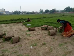 People harvesting and rolling grass sod in a green field