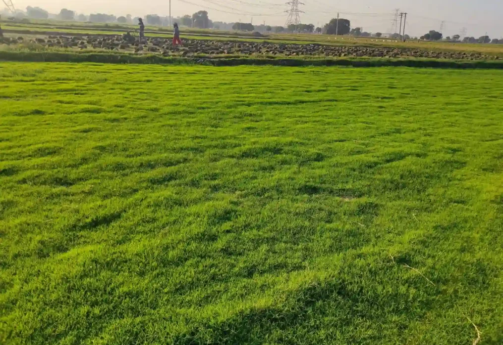Which lawn grass seeds should you buy for your Indian lawn?