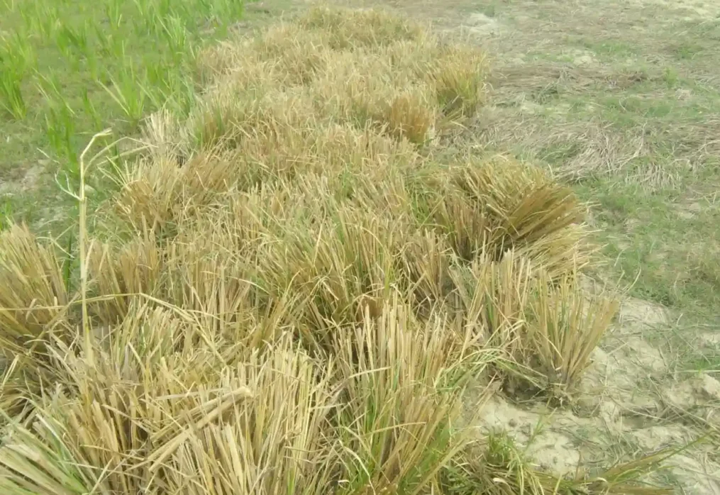 How does vetiver protect roads, rivers and hillsides?