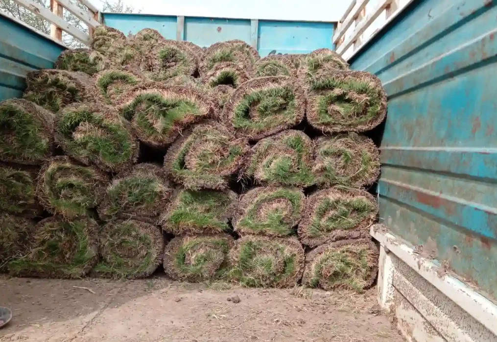 How do you grow a lawn from seeds if you have never done it before?