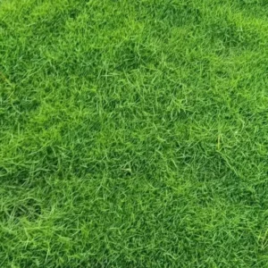 American Bermuda Grass care