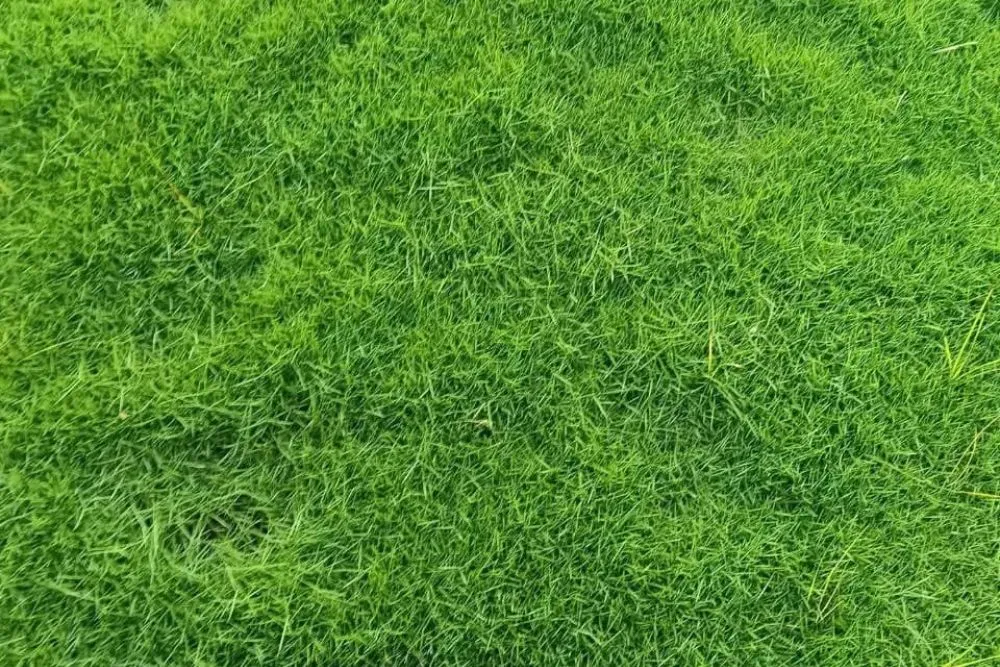 American Bermuda Grass