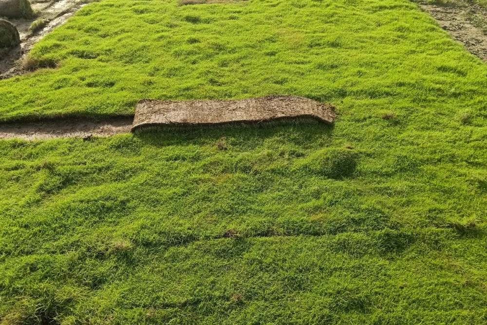 American Bermuda Grass