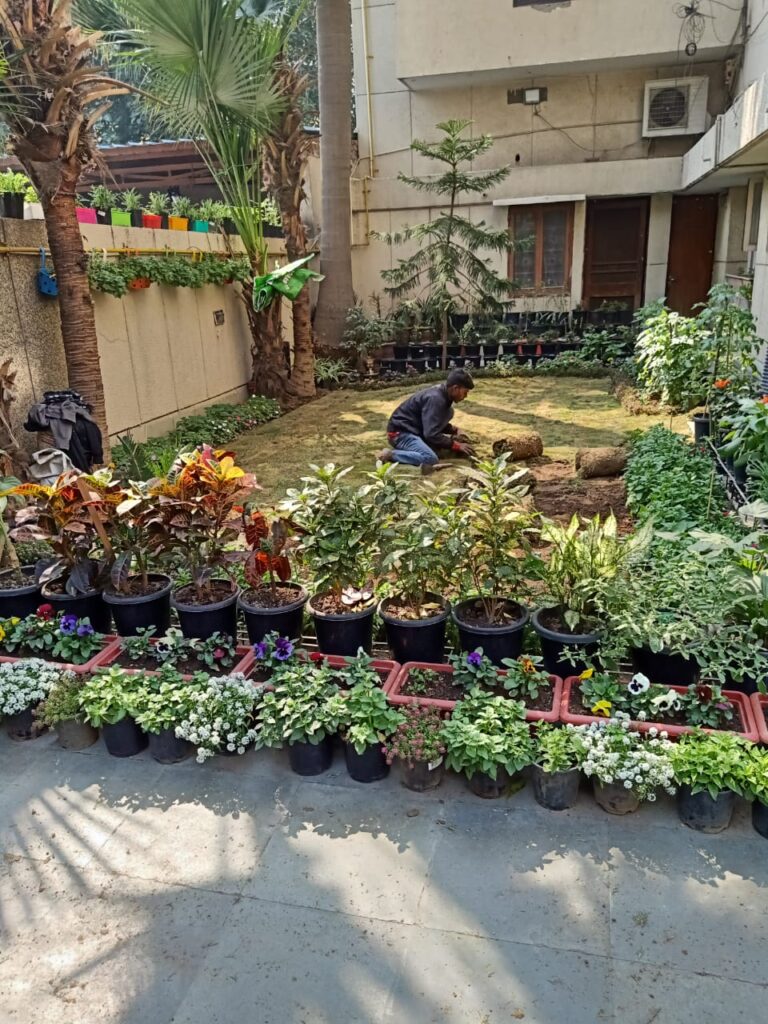 Soil Preparation - Natural Lawn Grass Installation for a Residential Courtyard in Rohini, Delhi