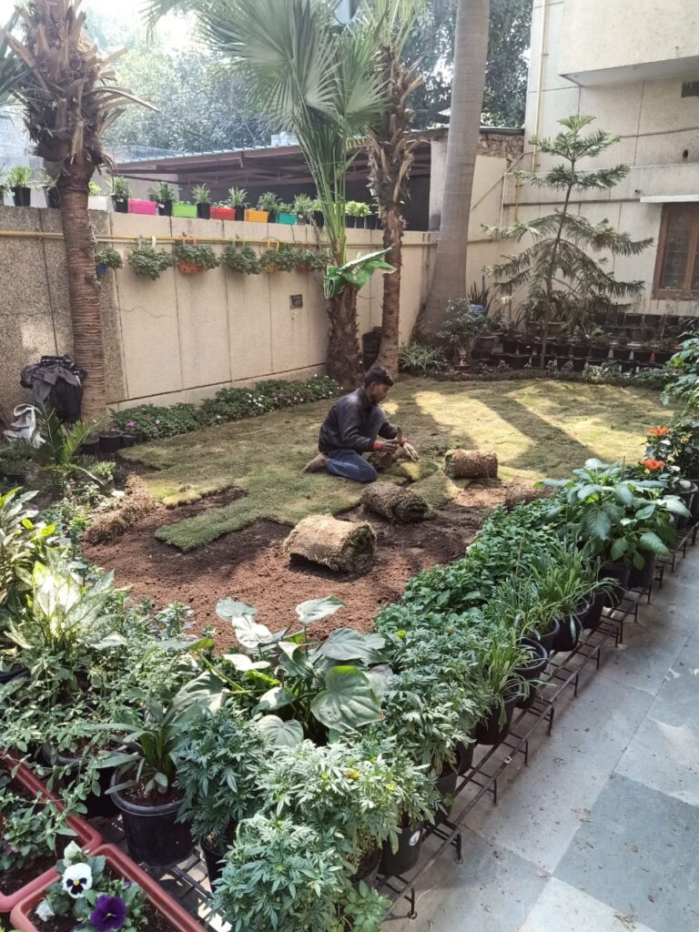 Grass Installation - Natural Lawn Grass Installation for a Residential Courtyard in Rohini, Delhi