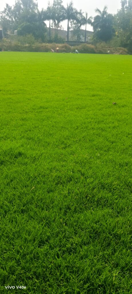 Zoysia Japonica Grass Installation for a Premium Residential Lawn in Civil Lines, New Delhi - grass supplied by Balaji Nursery