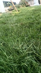 Project photo 4 - Zoysia Japonica Grass Installation for a Premium Residential Lawn in Civil Lines, New Delhi