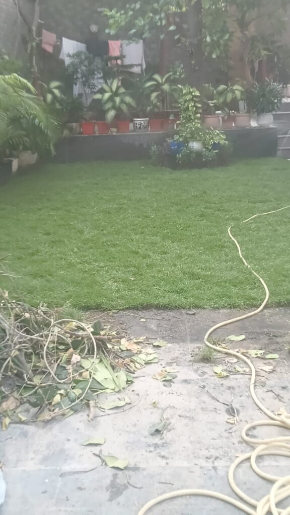 After lawn installation - Zoysia Japonica Grass Installation for a Premium Residential Lawn in Civil Lines, New Delhi