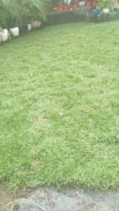 Project photo 1 - Zoysia Japonica Grass Installation for a Premium Residential Lawn in Civil Lines, New Delhi