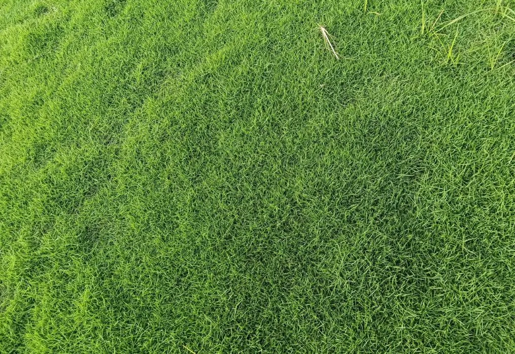 Which lawn grass survives Bihar’s heat, monsoon and soil conditions?