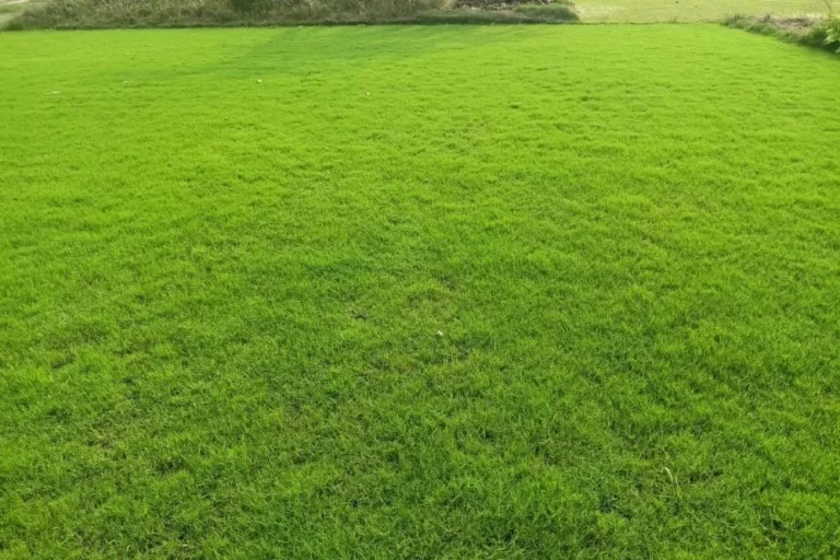 lawn grass price west bengal